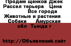 Продам щенков Джек Рассел терьера › Цена ­ 25 000 - Все города Животные и растения » Собаки   . Амурская обл.,Тында г.